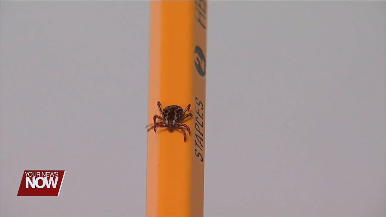 Tips on spotting and removing ticks